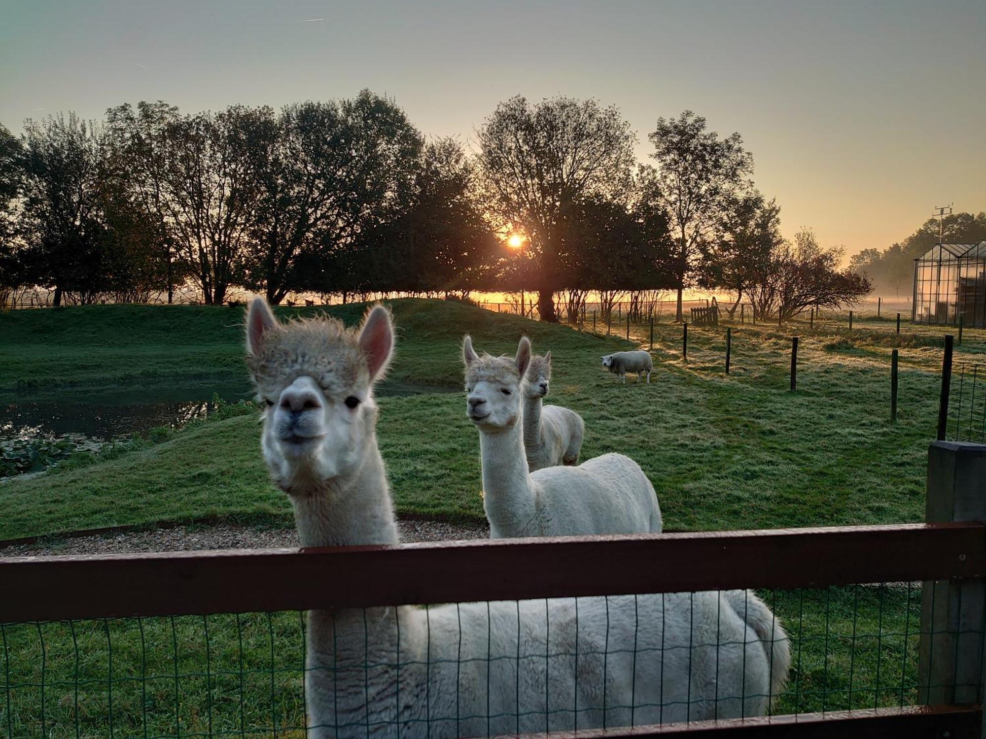 Hof Van Maldegem Kortgene Extérieur photo
